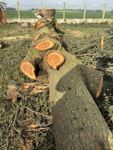 Abattage d'arbres à Meaux par SB Elagage, Meaux, SB Elagage