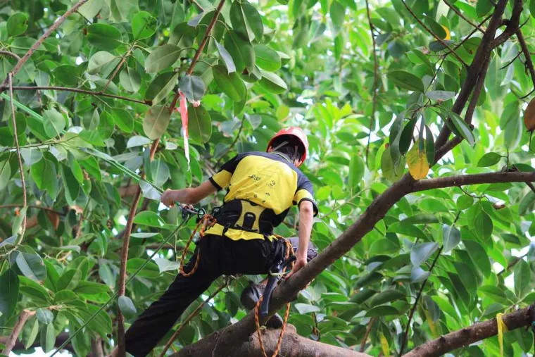 Quelle technique pour élaguer un arbre dangereux de 10m de hauteur ?, Meaux, SB Elagage