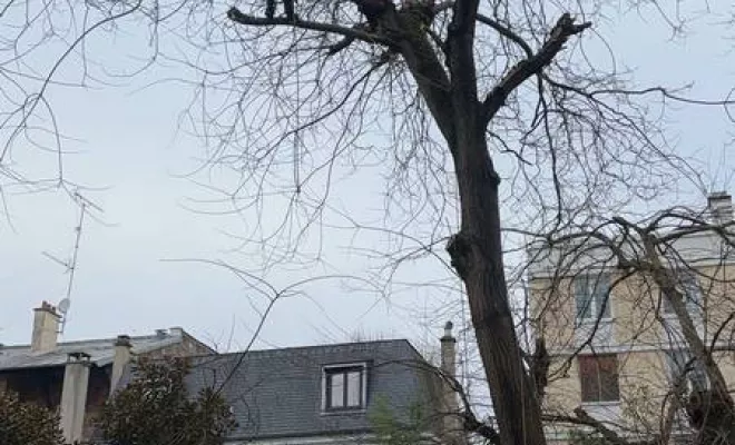Travaux d'élagage, Meaux, SB Elagage