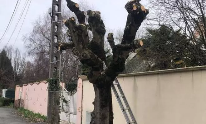 Travaux d'élagage, Meaux, SB Elagage