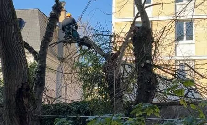 Travaux d'élagage, Meaux, SB Elagage