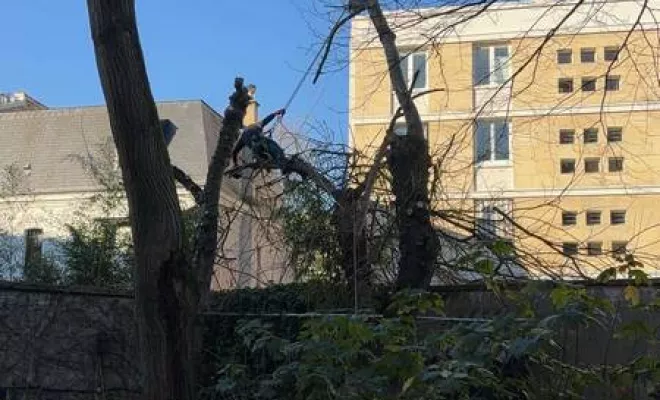 Travaux d'élagage, Meaux, SB Elagage